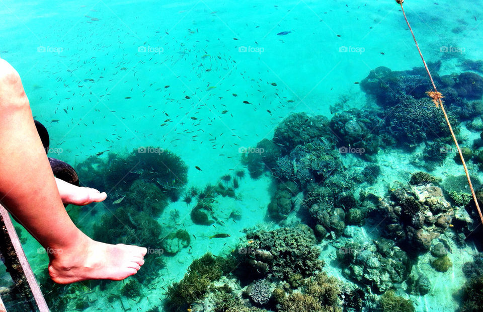 travel fish sea diving by linderborg