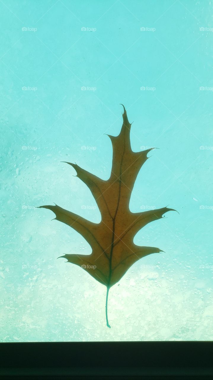 Fallen oak leaf on aqua colored background as seen through overhead awning cover.