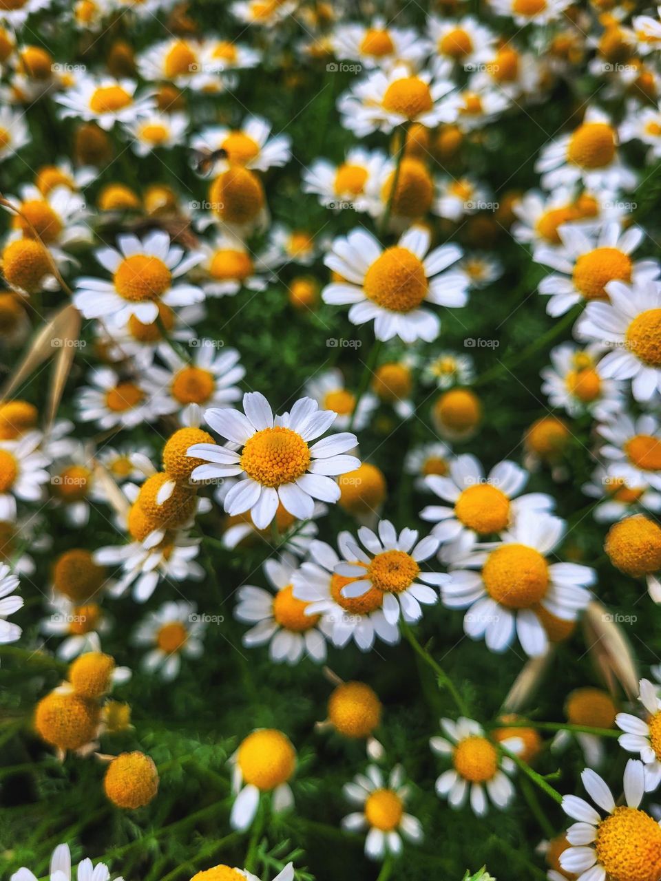chamomile in green grass close up