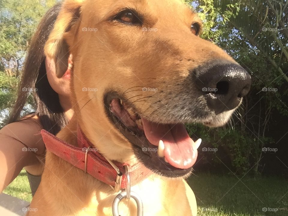 Outdoors, Nature, Dog, Portrait, Cute