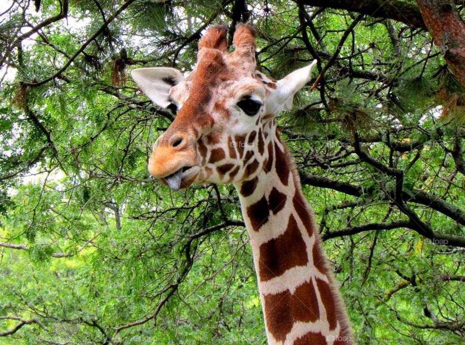 Close-up of giraffe