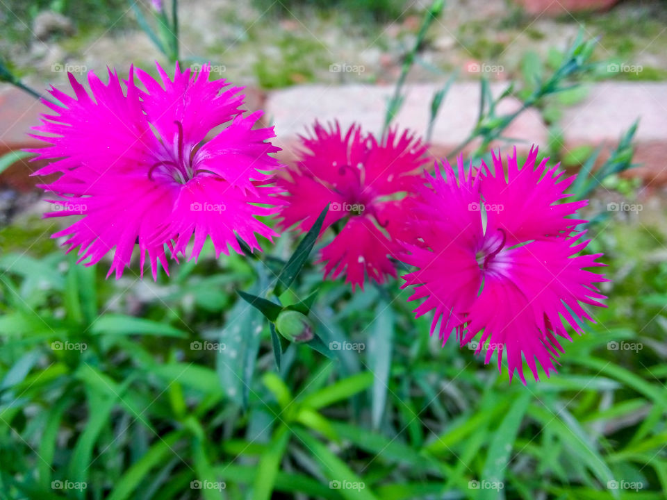 Beautiful flower in the library garden Chandigarh