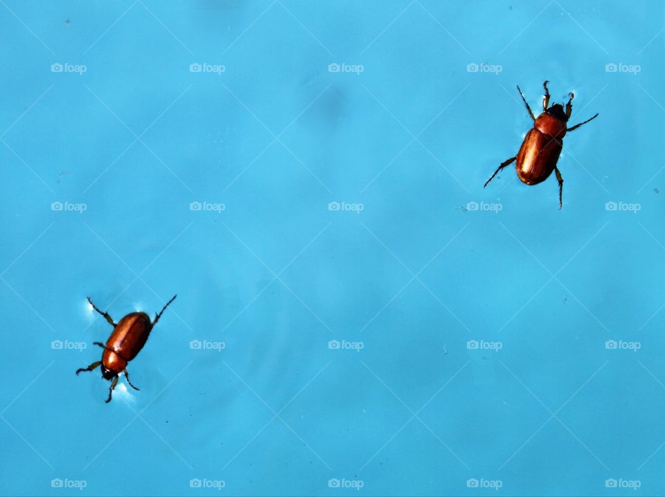 beetles in the pool swimming.