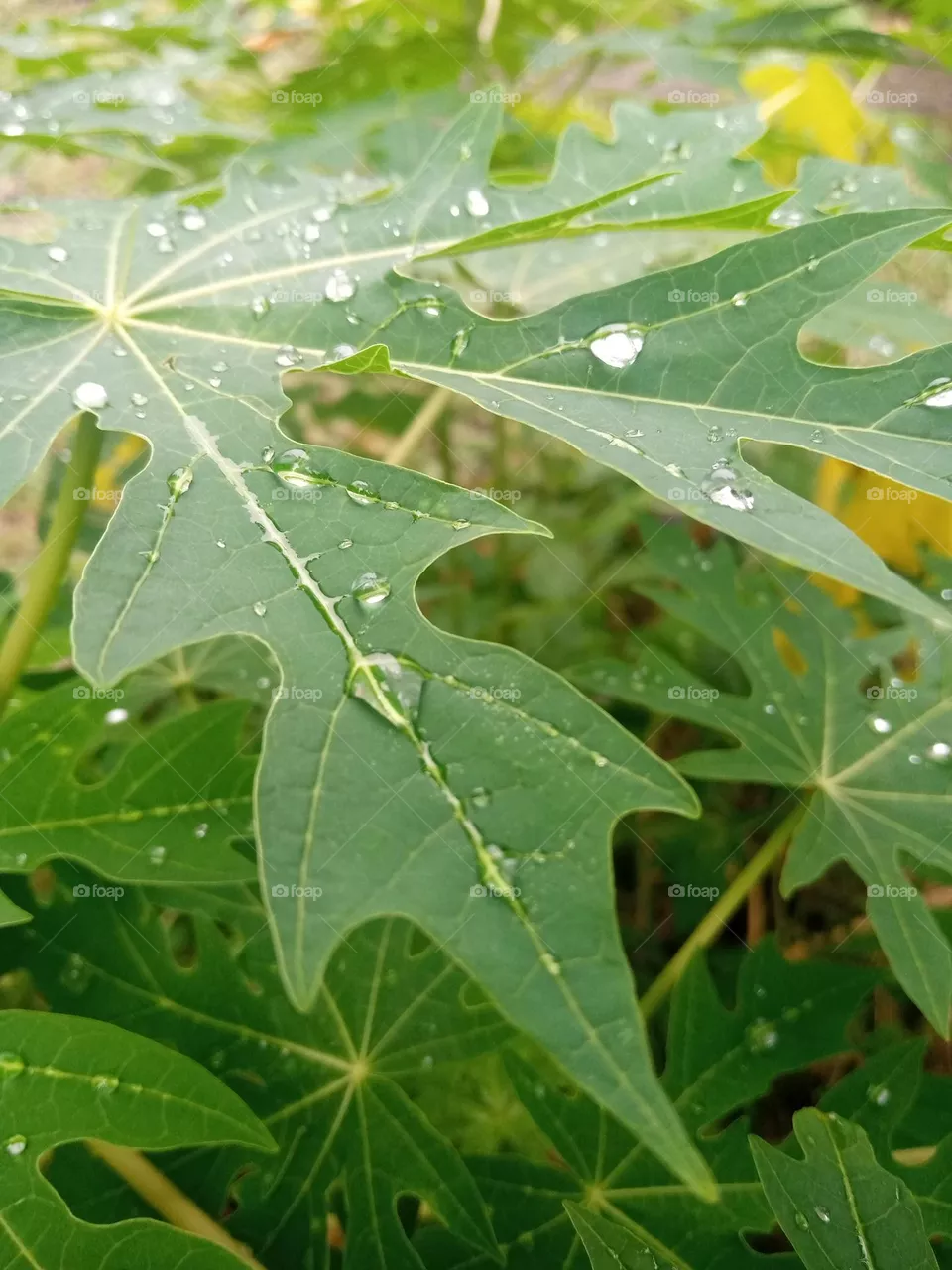 papaya leaf after rain