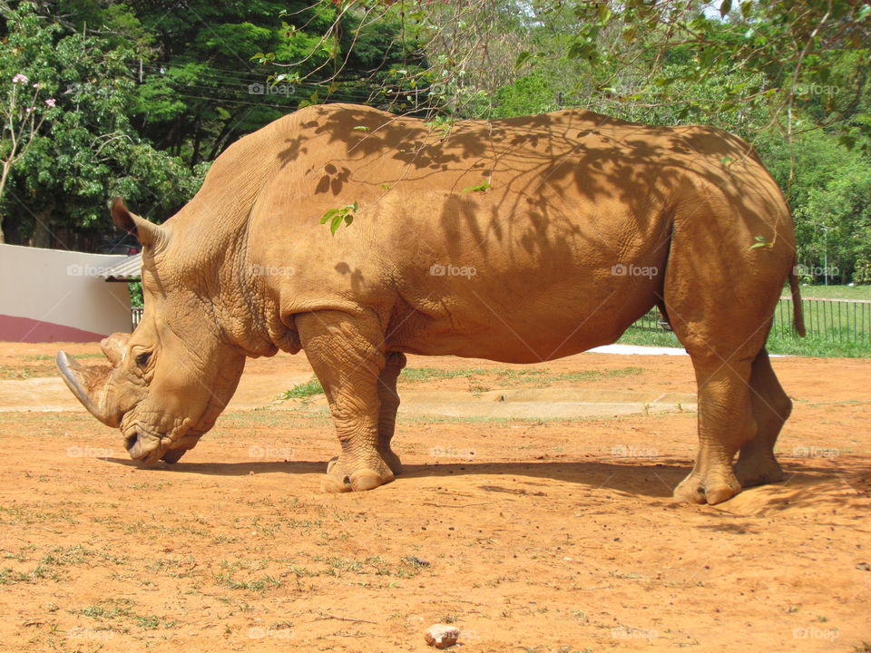 rinoceronte zôo de Brasília