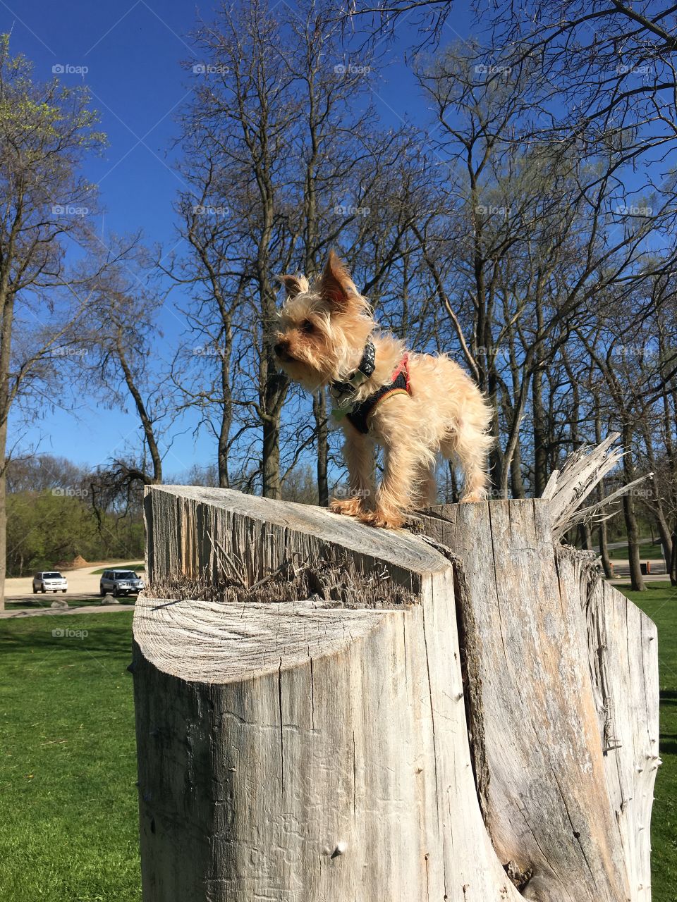 No Person, Dog, Wood, Fence, Outdoors