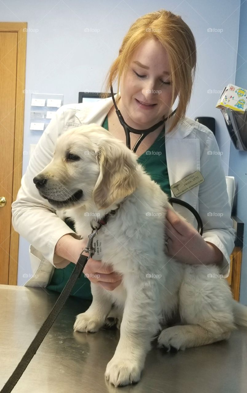 English Golden Retriever- 10week Vet Appt