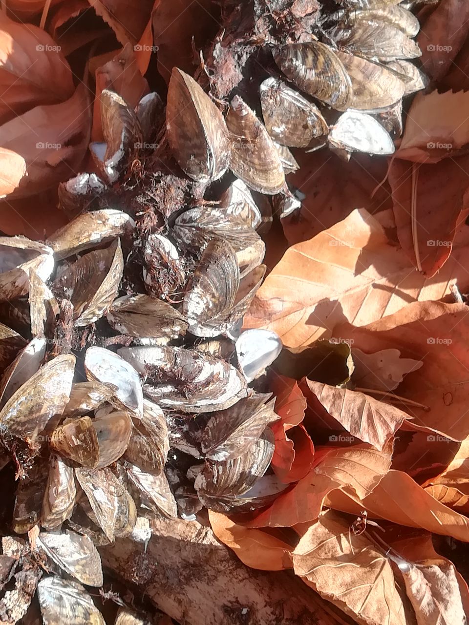 Muscheln an Holz Laub Herbst