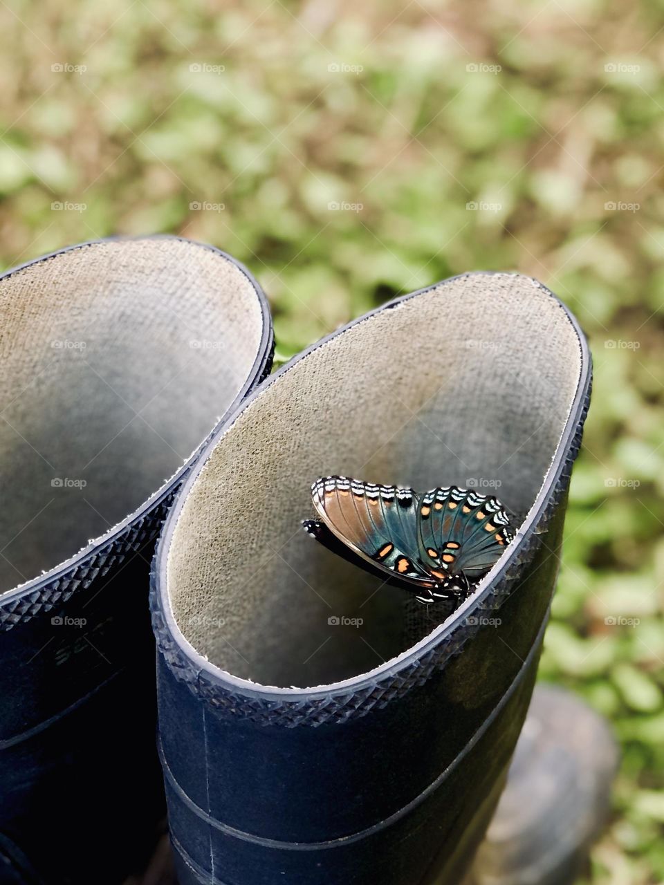 Finding a colorful summer butterfly unexpectedly resting in my rubber boot