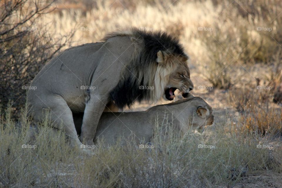 Mating lions
