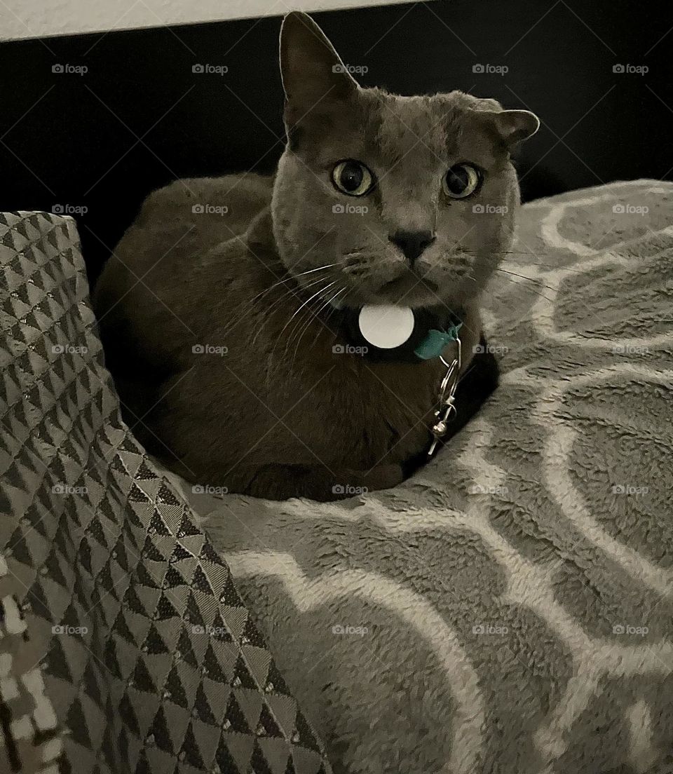 A grey cat sitting on a bed. 