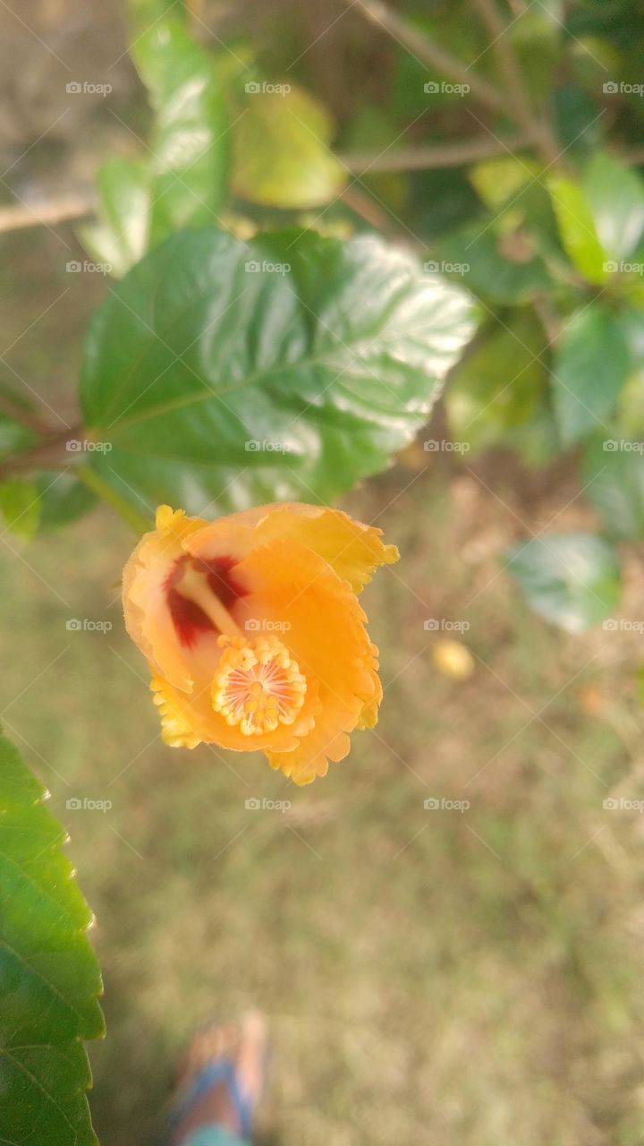 it's just a start blooming