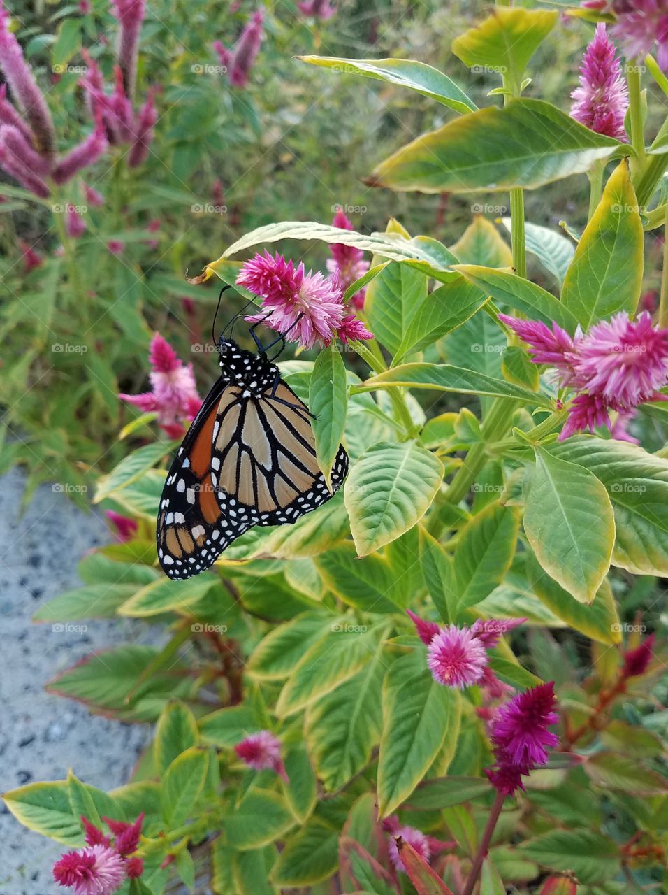 Monarch butterfly