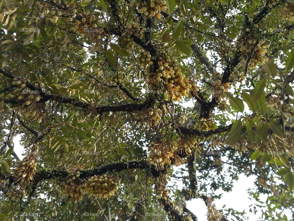 Durian tree in blossom