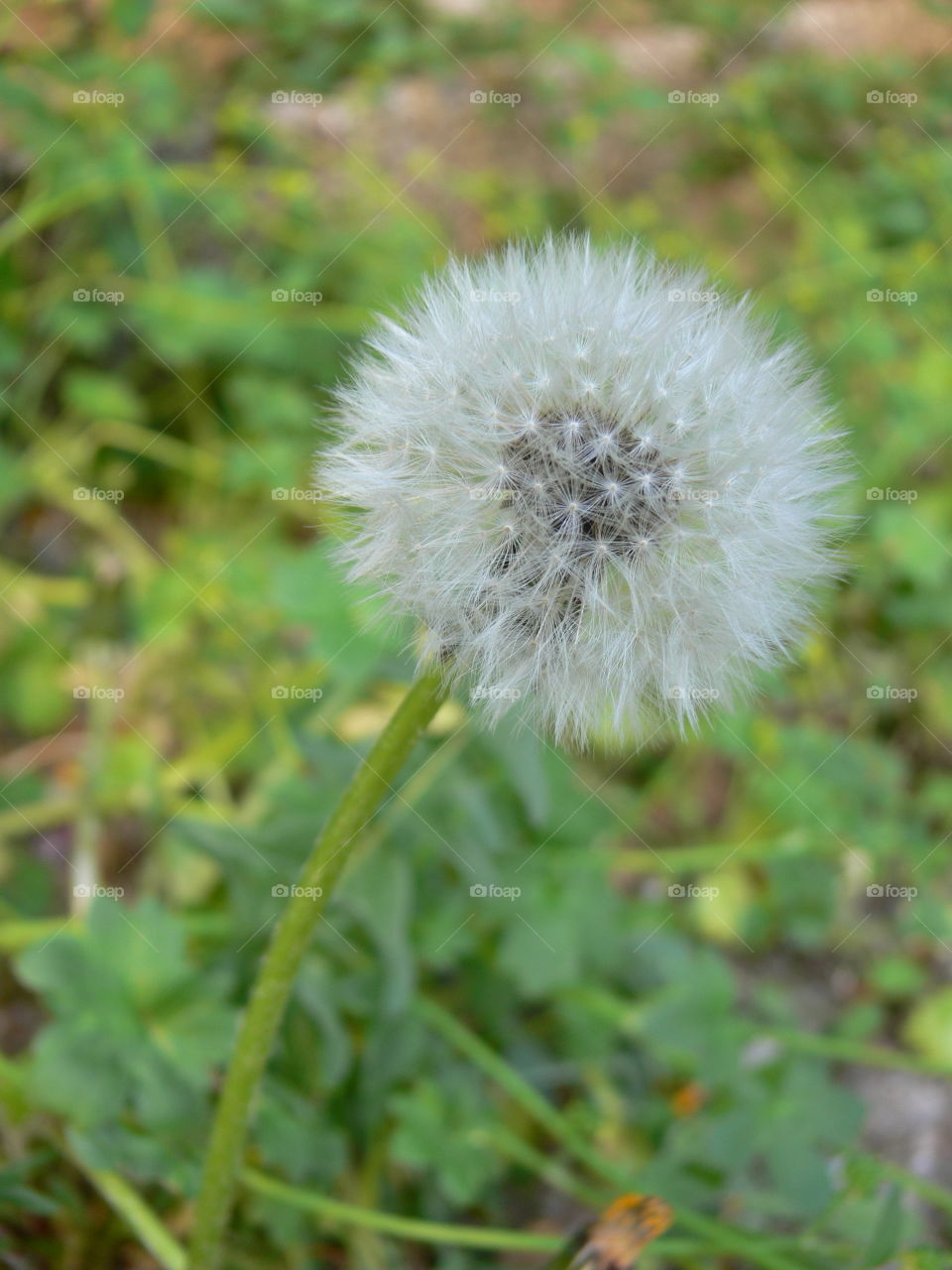 a closeup pic of a white dandelion with stem in bloom in a garden in springtime
