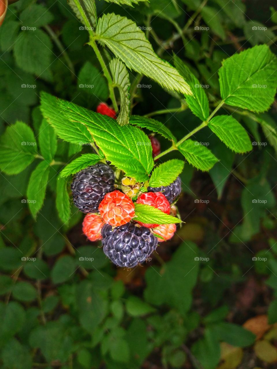Raspberry Fruit Growing on Vine
