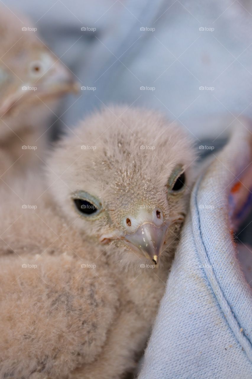 Baby raptor chick