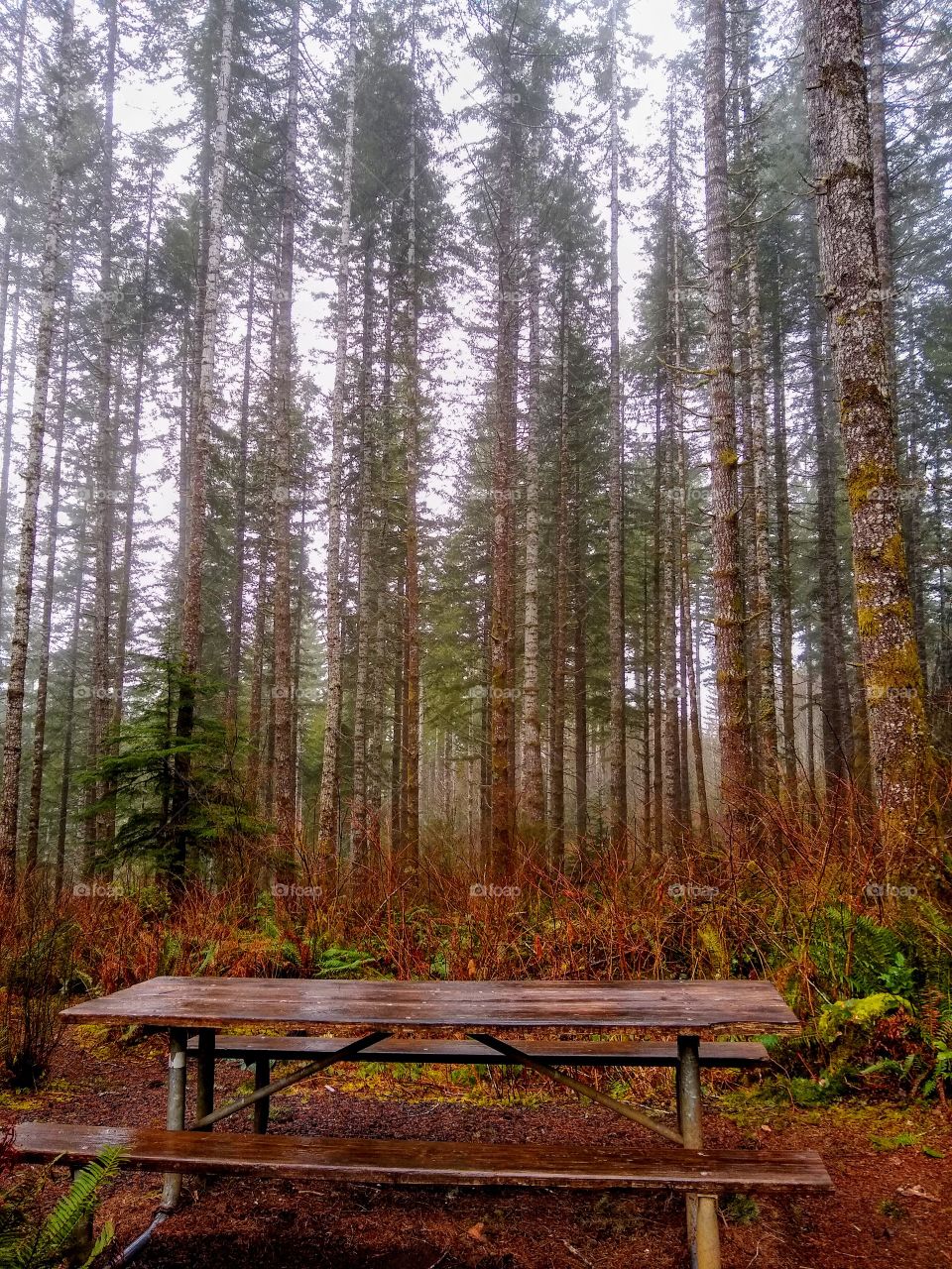 Oregon's Mystical Misty Forest "Woodland Fairies"