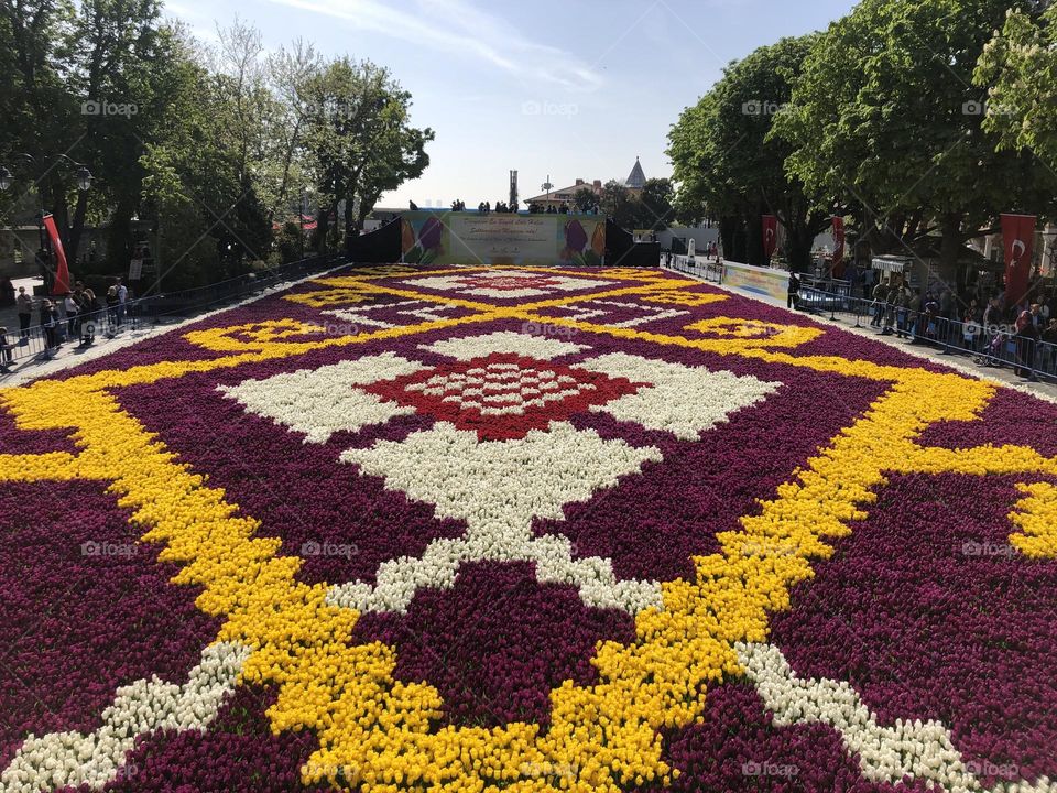 Tulips field