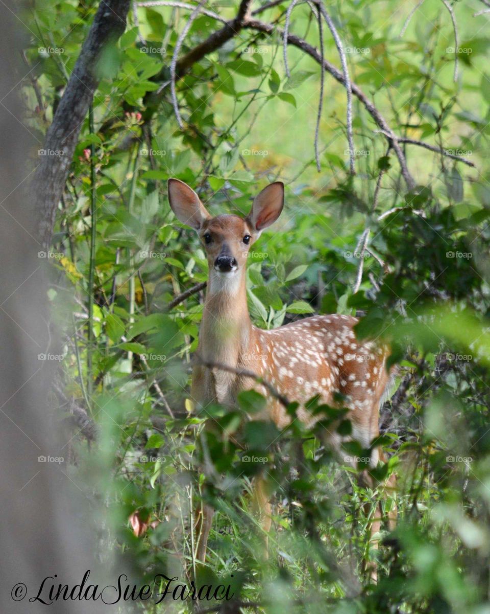 Fawn