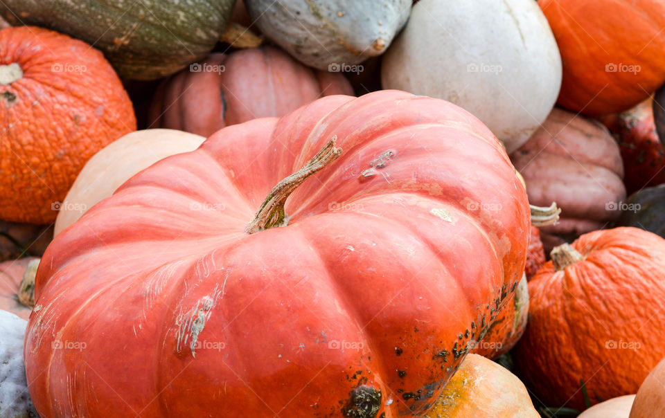 Close-up of pumpkins