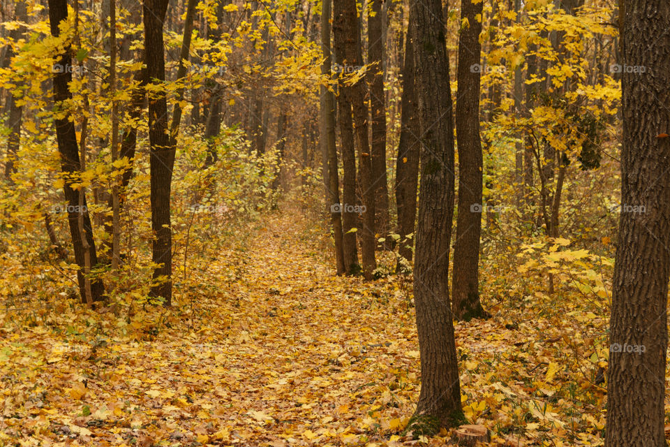 Autumn forest