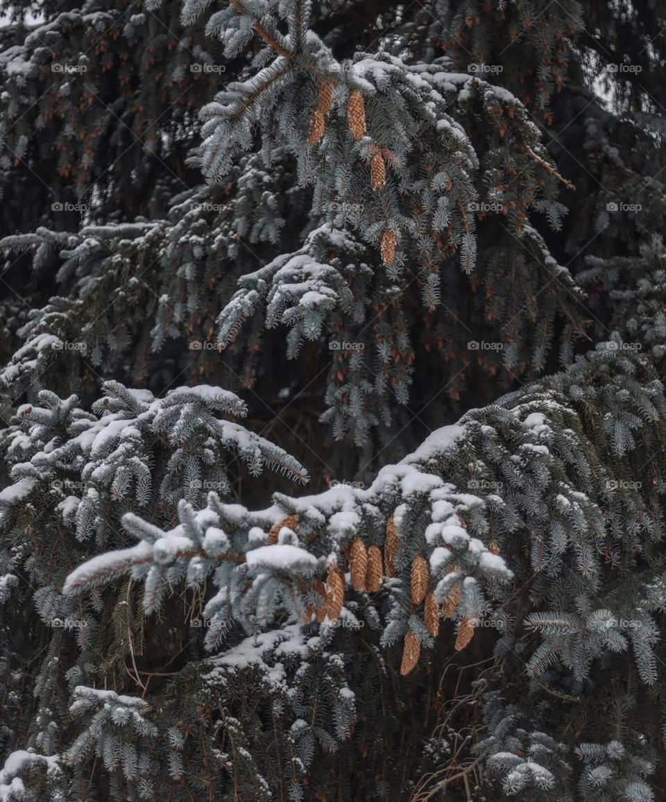 frosty nature, winter season, white ice tree