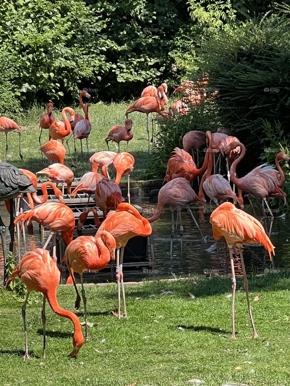 Flamingos im Kölner Zoo