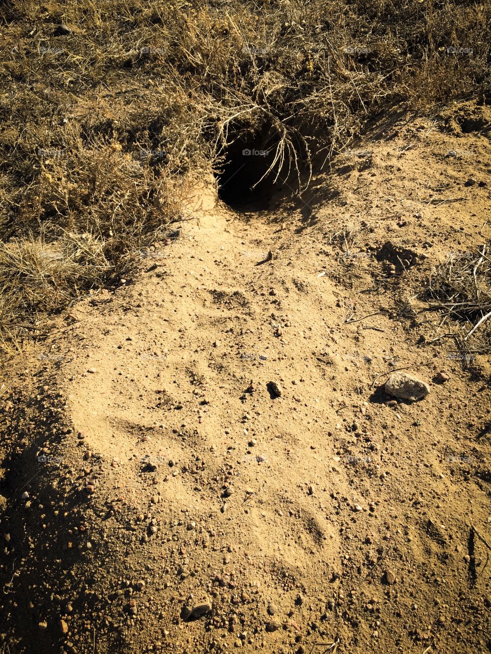 Badger Hole