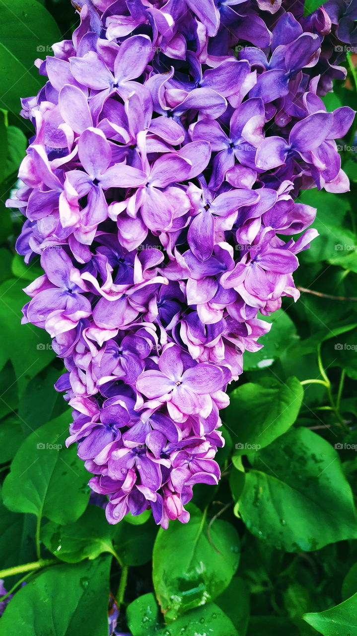 blooming lilac