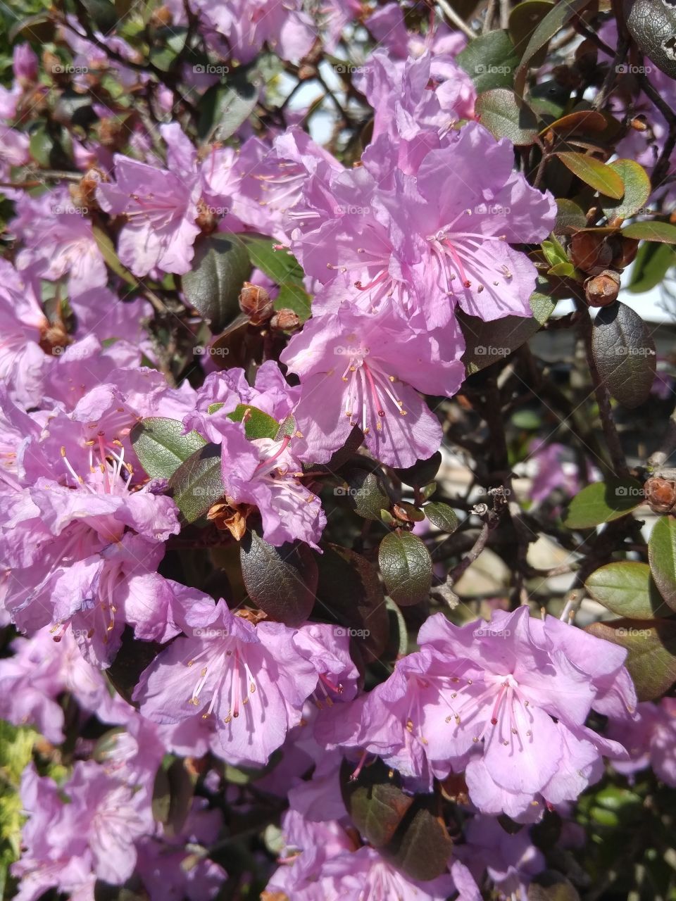 pink bush blossom