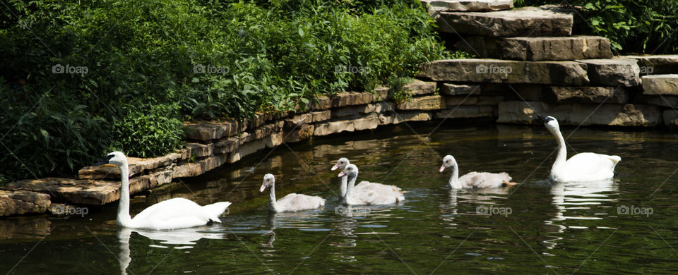 swans. swans in a pond