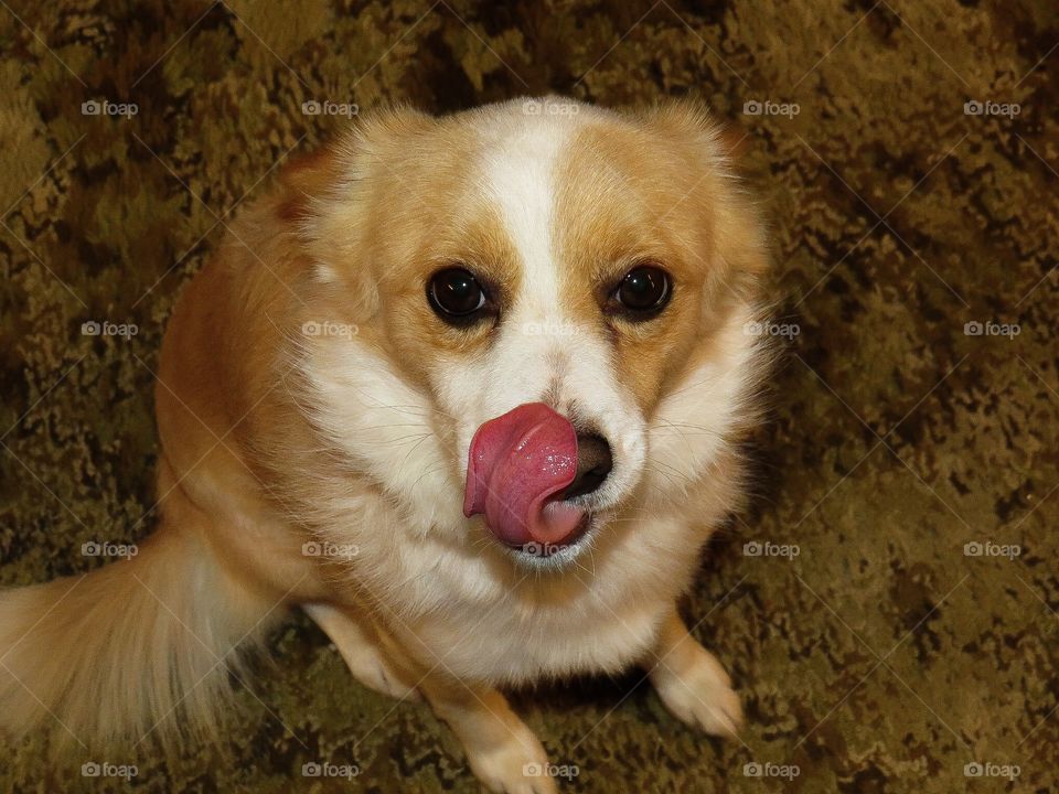 Puppy, dog, tongue, cute, adorable, mammal, funny animals, funny dogs, licking