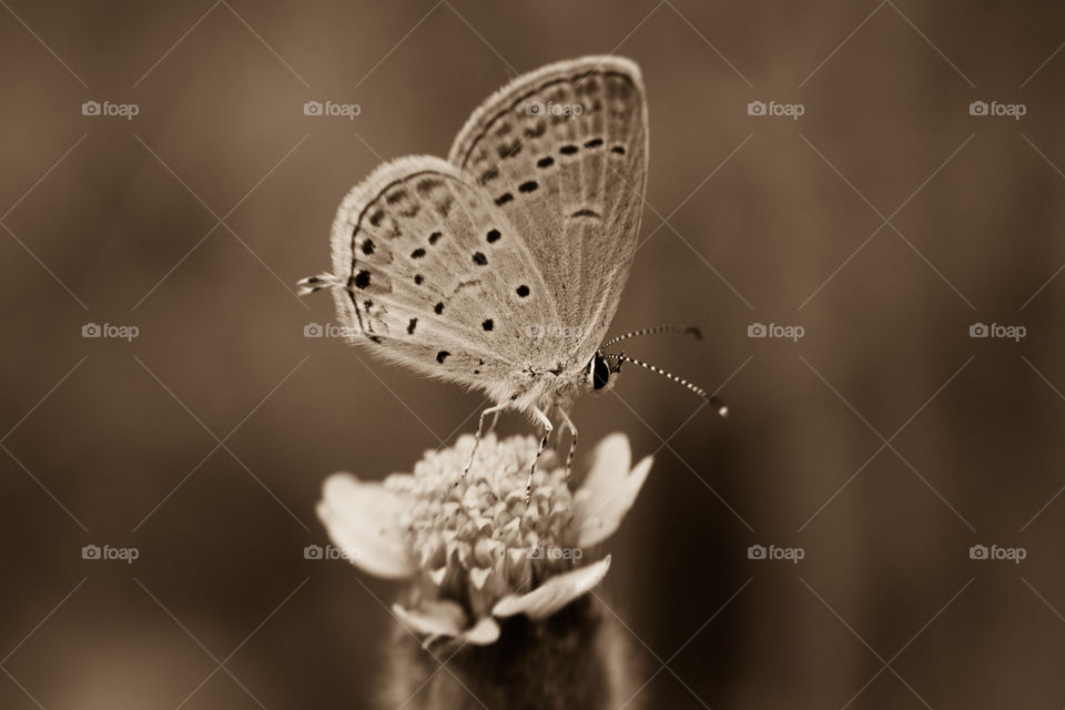 Sepia picture of a tiny butterfly pollinating on a small flower.