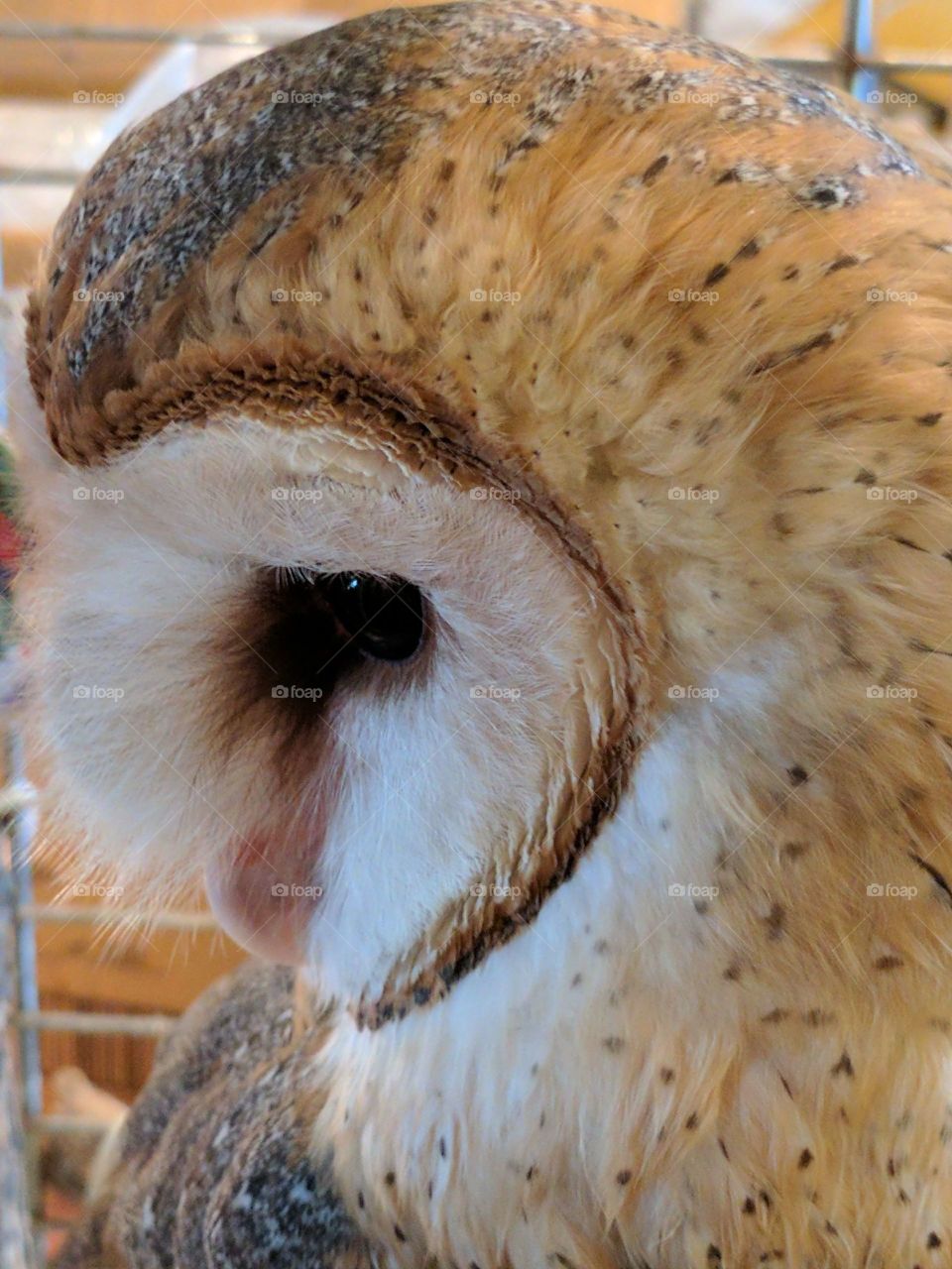 beautiful close-up of an owl at a wildlife refuge