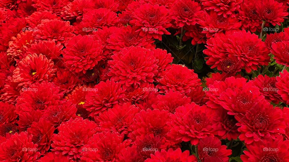 bright red chrysanthemum