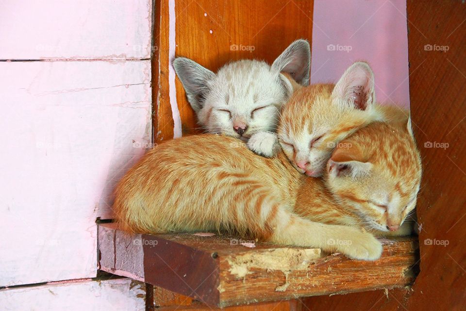 Three kittens is sleeping.