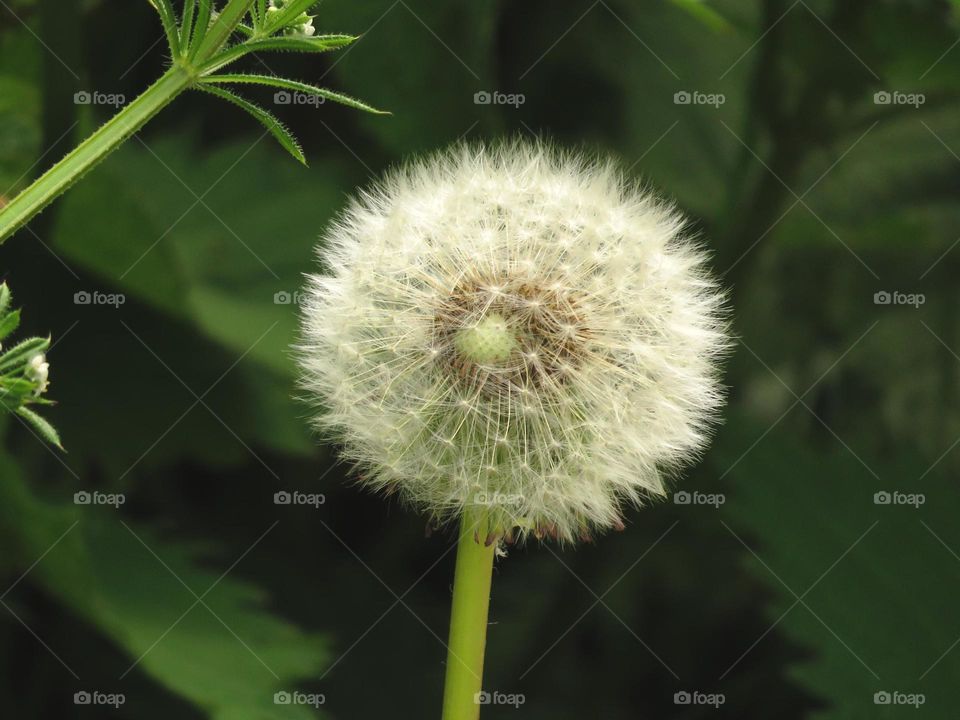 fluffy dandelion 