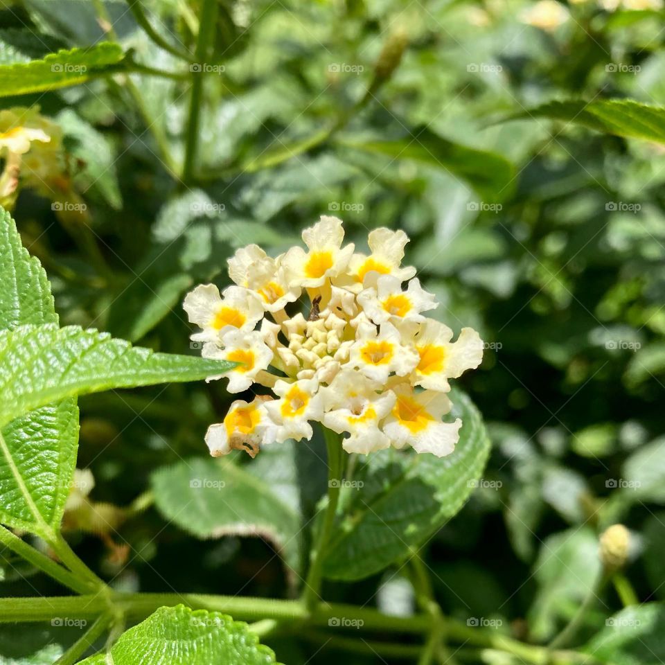 🌹 🇺🇸 Very beautiful flowers to brighten our day.  Live nature and its beauty. Did you like the delicate petals? / 🇧🇷 Flores muito bonitas para alegrar nosso dia. Viva a natureza e sua beleza. Gostaram das pétalas delicadas? 