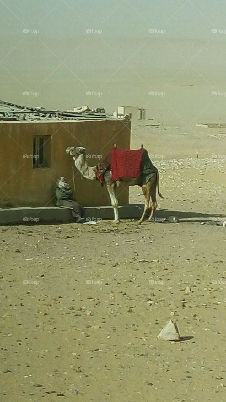 camelo estacionado