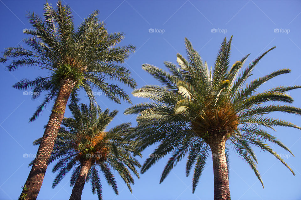 Palm trees in the sun . Three palm trees against a bright blue sky 