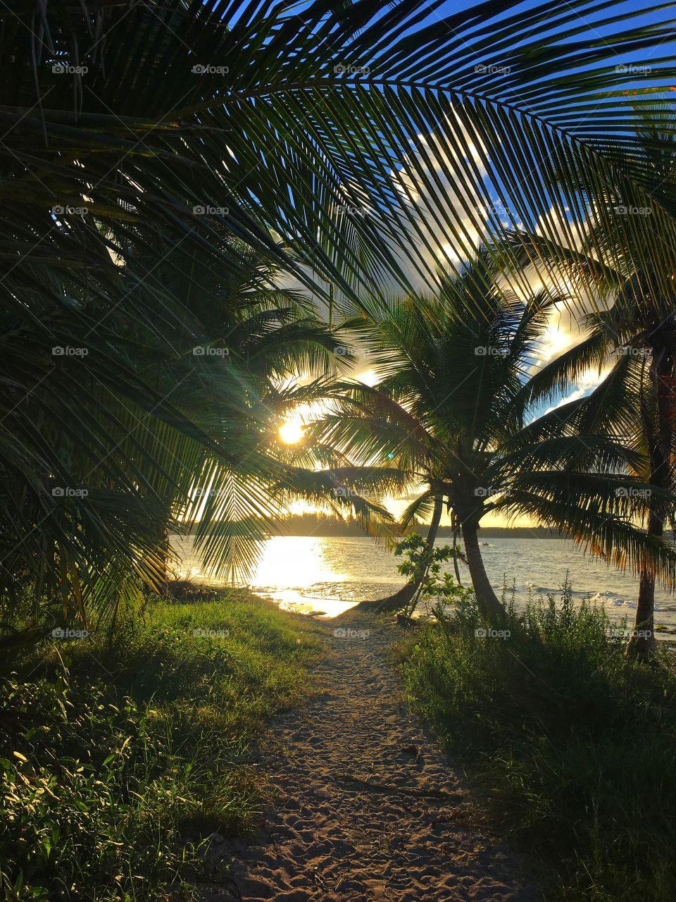 A road between palms to the sunset