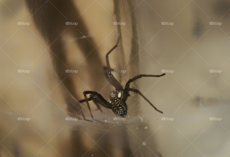 spider