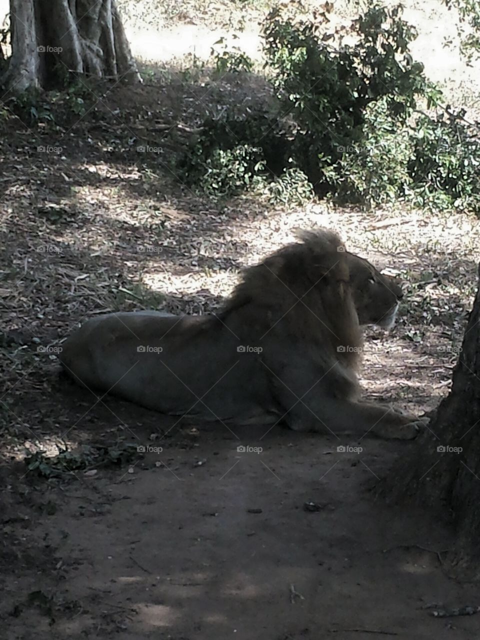 Safari in Sri Lanak