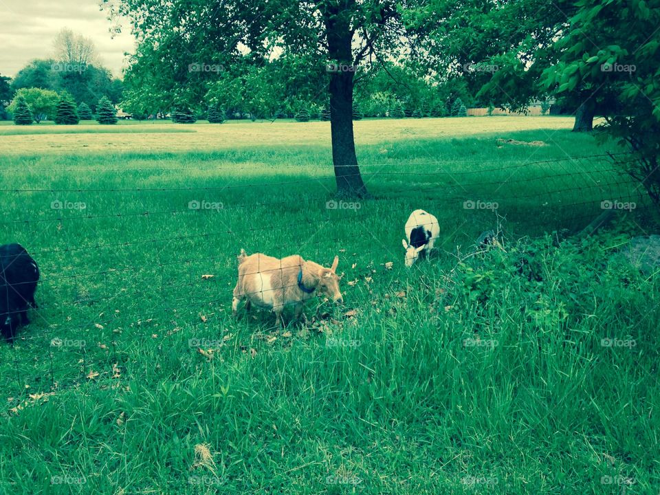 Goats left behind. Goats left behind