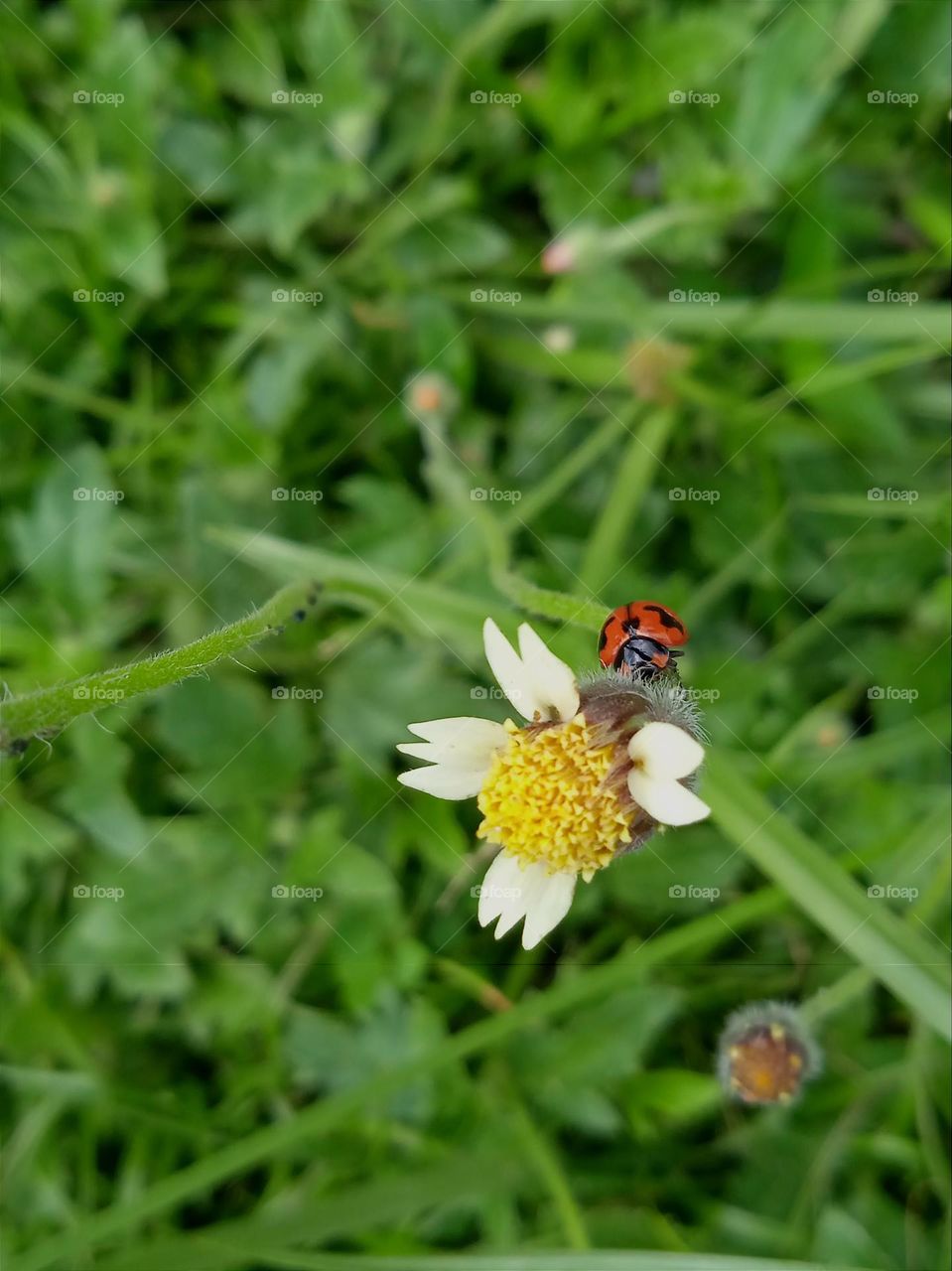 A ladybug hiding under the flower