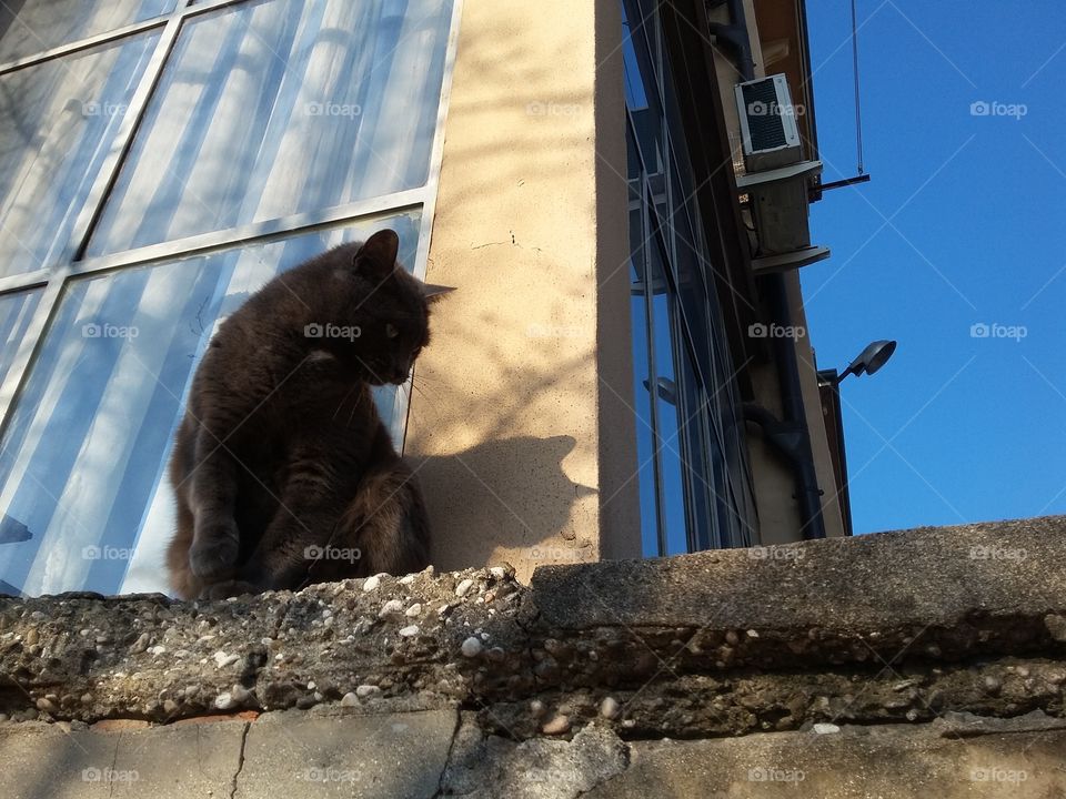 cat on window sill