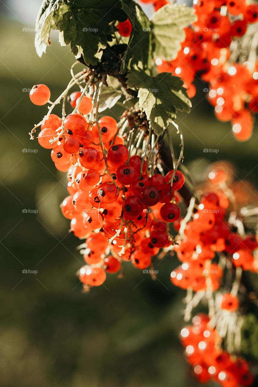 Red current bush