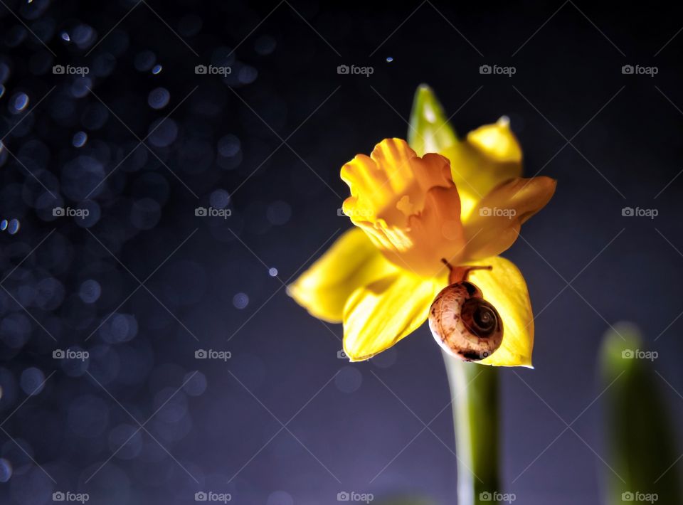 snail on a yellow daffodil