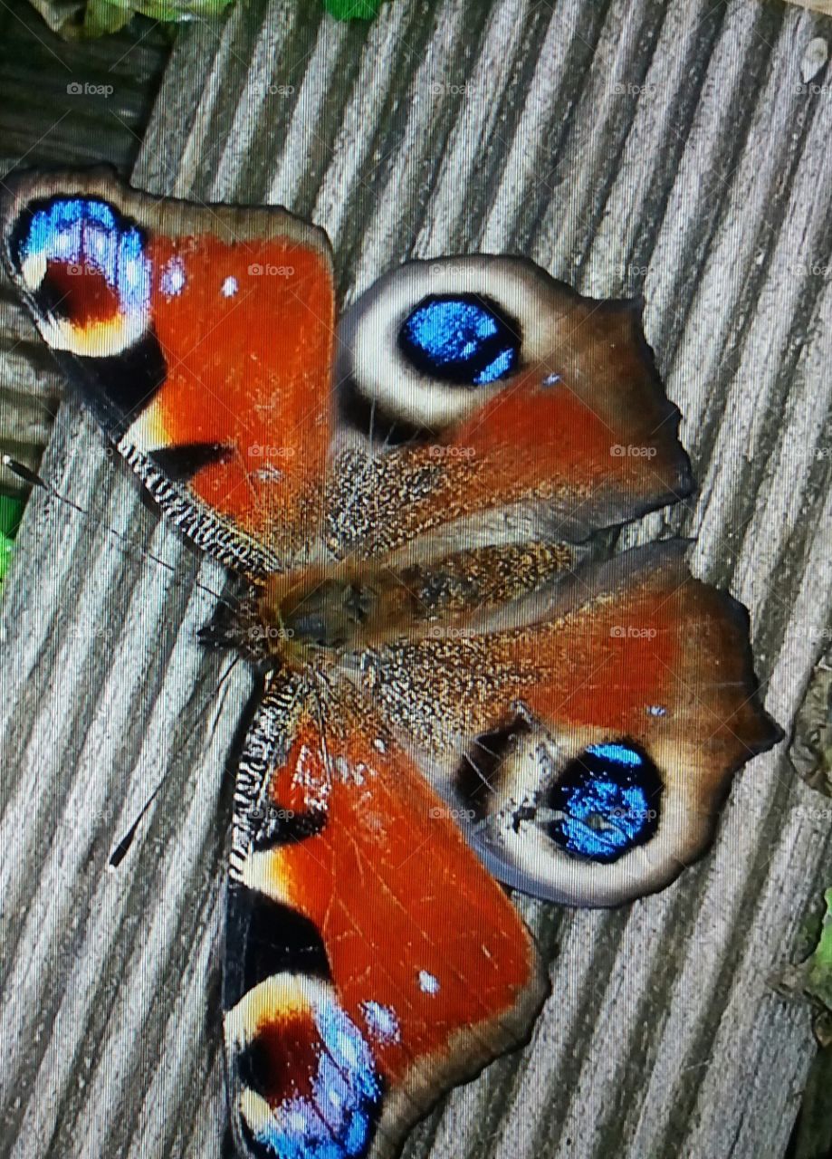 Butterfly